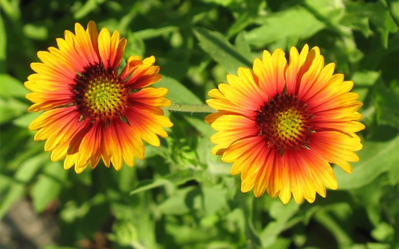 Blanket Flowers