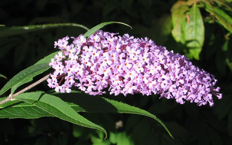 Butterfly Bush