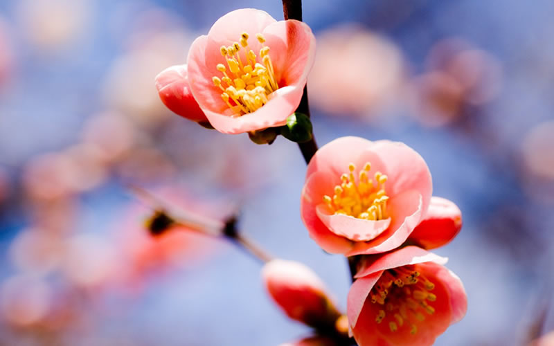 Flowering Quince