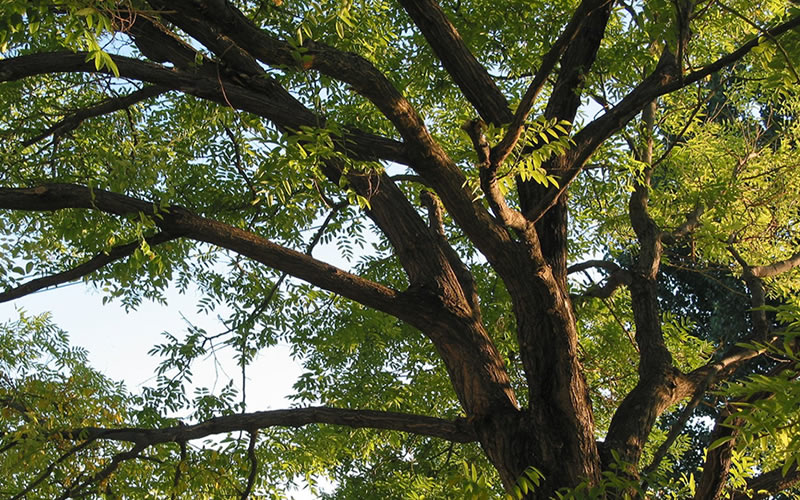 Honey Locust