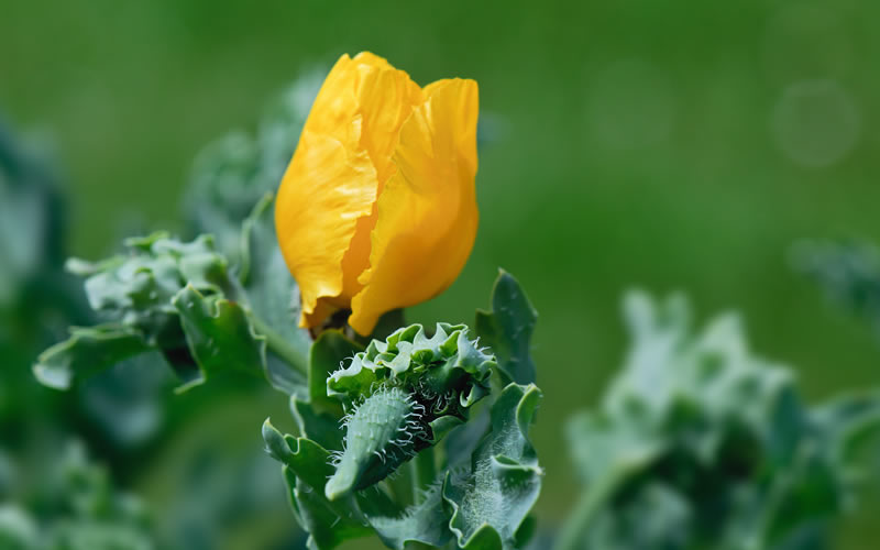 Horned Poppies