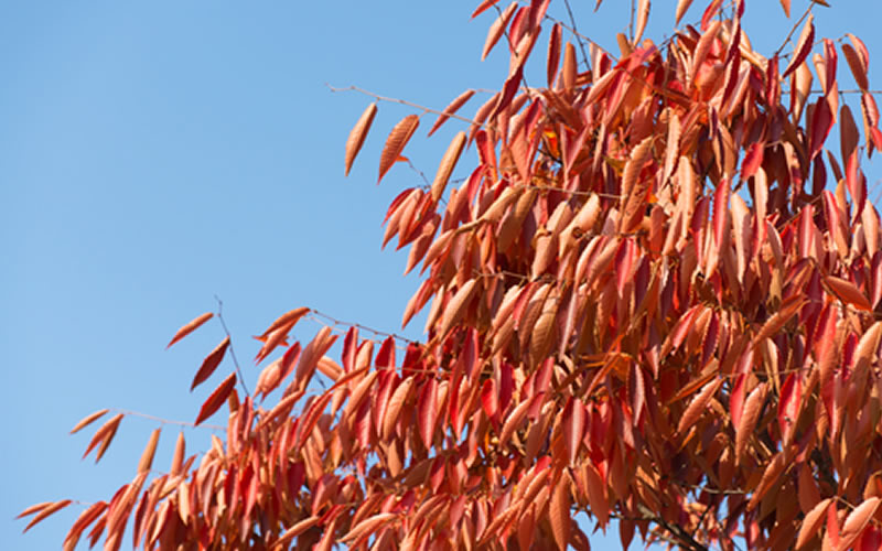 Japanese Zelkova