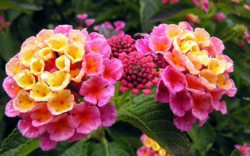 Lantana