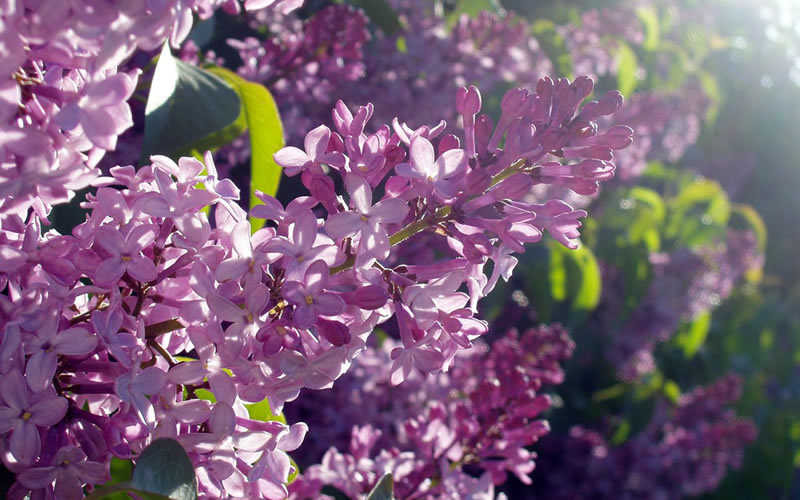 Lilac